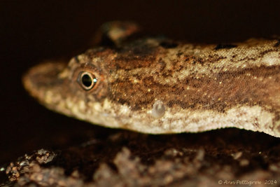 Brown Anole