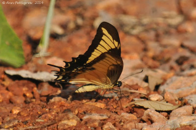 Androgeus Swallowtail