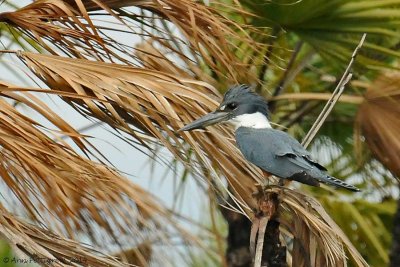 Ringed Kingfisher