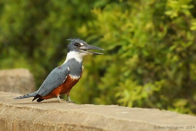 Ringed Kingfisher