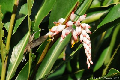 Long-billed Hermit 