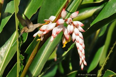 Long-billed Hermit 