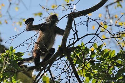 Central American Spider Monkey