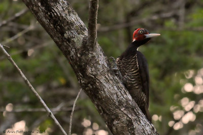 Pale-billed Woodpecker