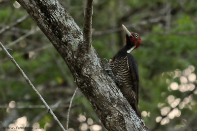 Pale-billed Woodpecker