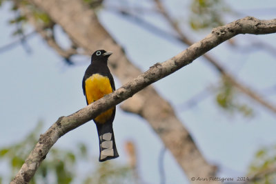 Black-headed Trogon 