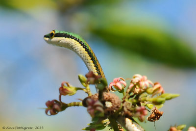 Green-headed Tree Snake