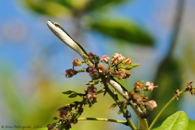 Green-headed Tree Snake