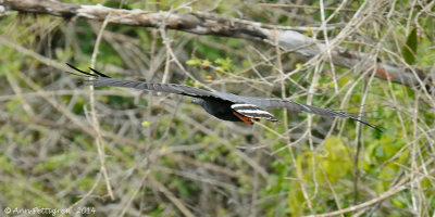 Crane Hawk