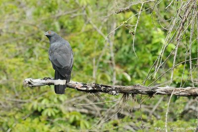 Crane Hawk