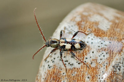 Beetle sp. (Unknown)