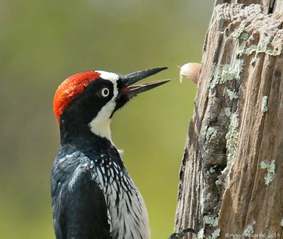 Acorn Woodpecker 