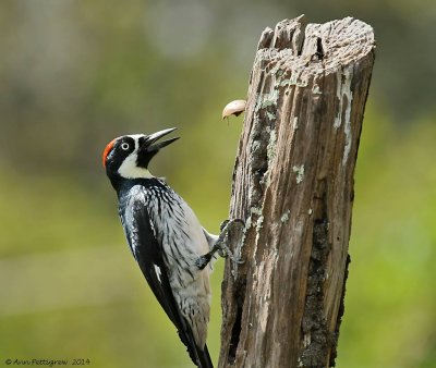 Acorn Woodpecker 