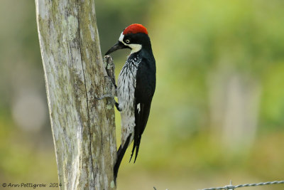Acorn Woodpecker 