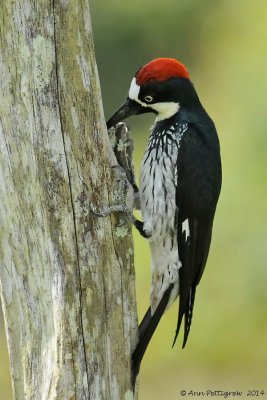 Acorn Woodpecker 