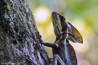 Striped-Basilisk-(Basiliscus-vittatus)---Cotton-Tree---6599pg