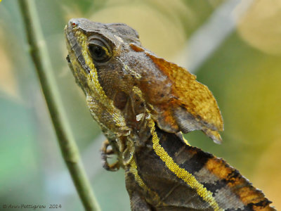 Striped-Basilisk-(Basiliscus-vittatus)---Cotton-Tree---6913pg