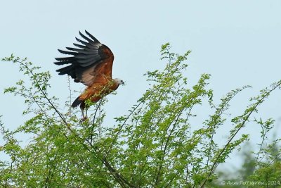 Black-collared Hawk