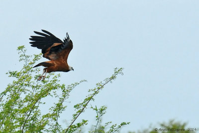 Black-collared Hawk