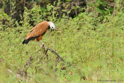 Black-collared Hawk