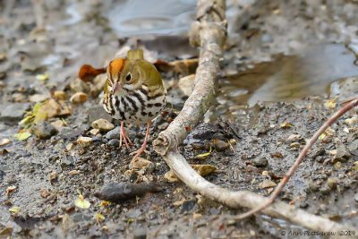 Ovenbird