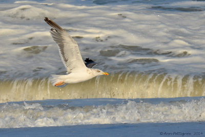 Lesser black-backed Gull