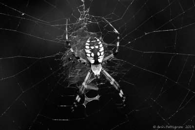 Black and Yellow Garden Spider