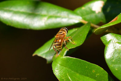 Flower Fly sp.