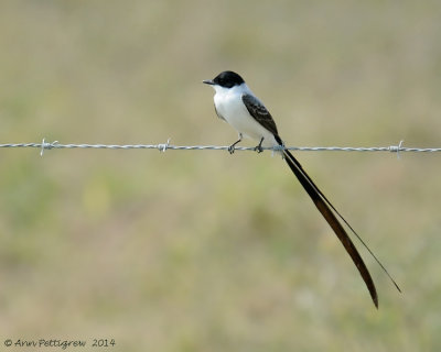 Fork-tailed Flycatcher