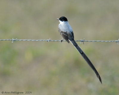 Fork-tailed Flycatcher