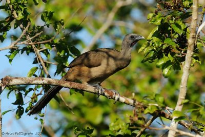 Plain Chachalaca