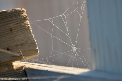 Web of a Drunken Spider.....