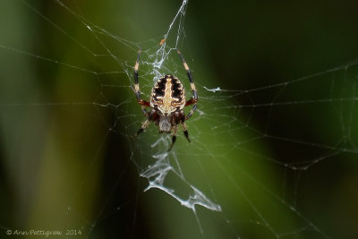 Spotted Orbweaver