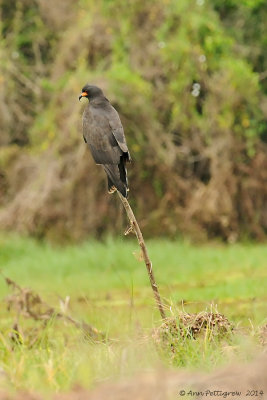 Snail Kite