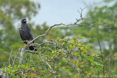 Snail Kite