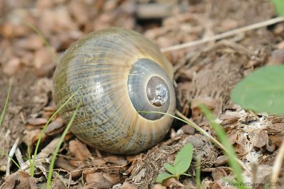 Apple Snail