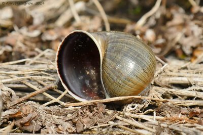 Apple Snail