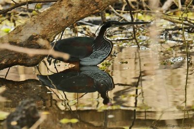 Agami Heron