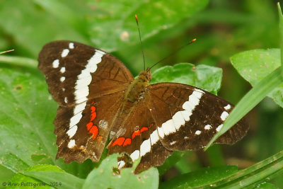 Banded Peacock