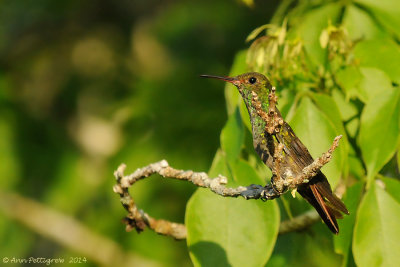 Rufous-tailed Hummingbird