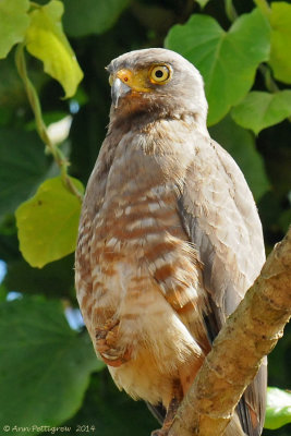 Roadside Hawk