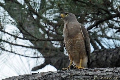 Roadside Hawk