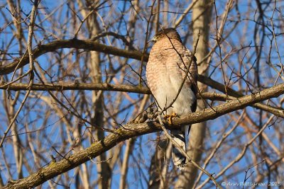 Coopers Hawk