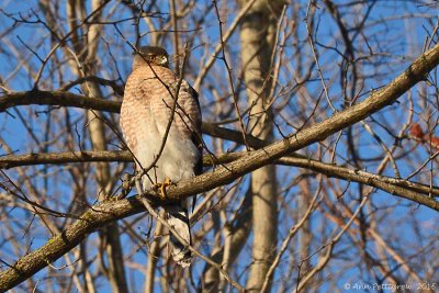 Cooper's Hawk