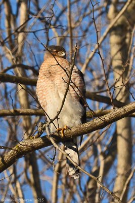 Cooper's Hawk