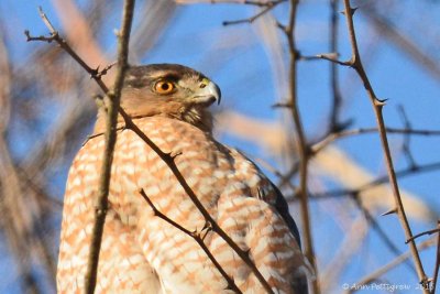 Cooper's Hawk