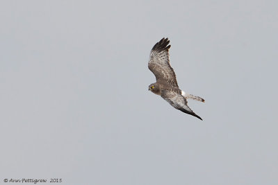 Northern Harrier