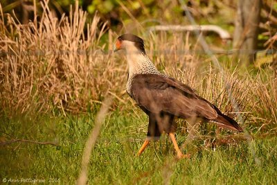 Northern Caracara