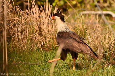 Northern Caracara