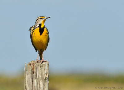 Eastern Meadowlark